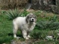 /album/fotogaleria/miskolc-cacib-2010-aprl-261-jpg/